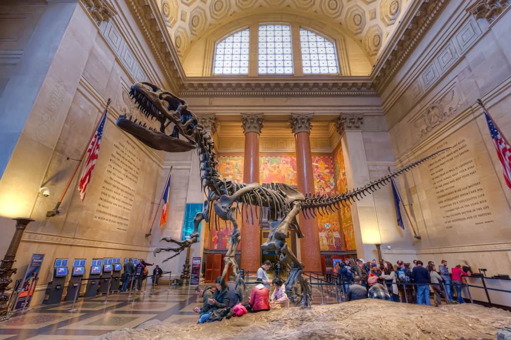 You visit the national museum. Американский музей естественной истории Нью-Йорк. Музей естествознания в Нью-Йорке. Нью-Йорк музей музей естественной истории. Музей American Museum of natural History.